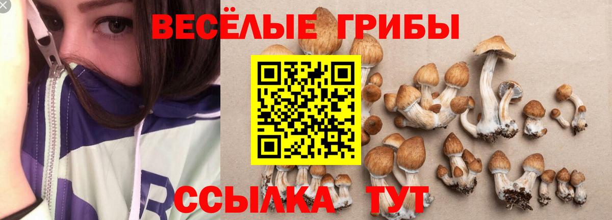 Псилоцибиновые грибы Psilocybe Черняховск
